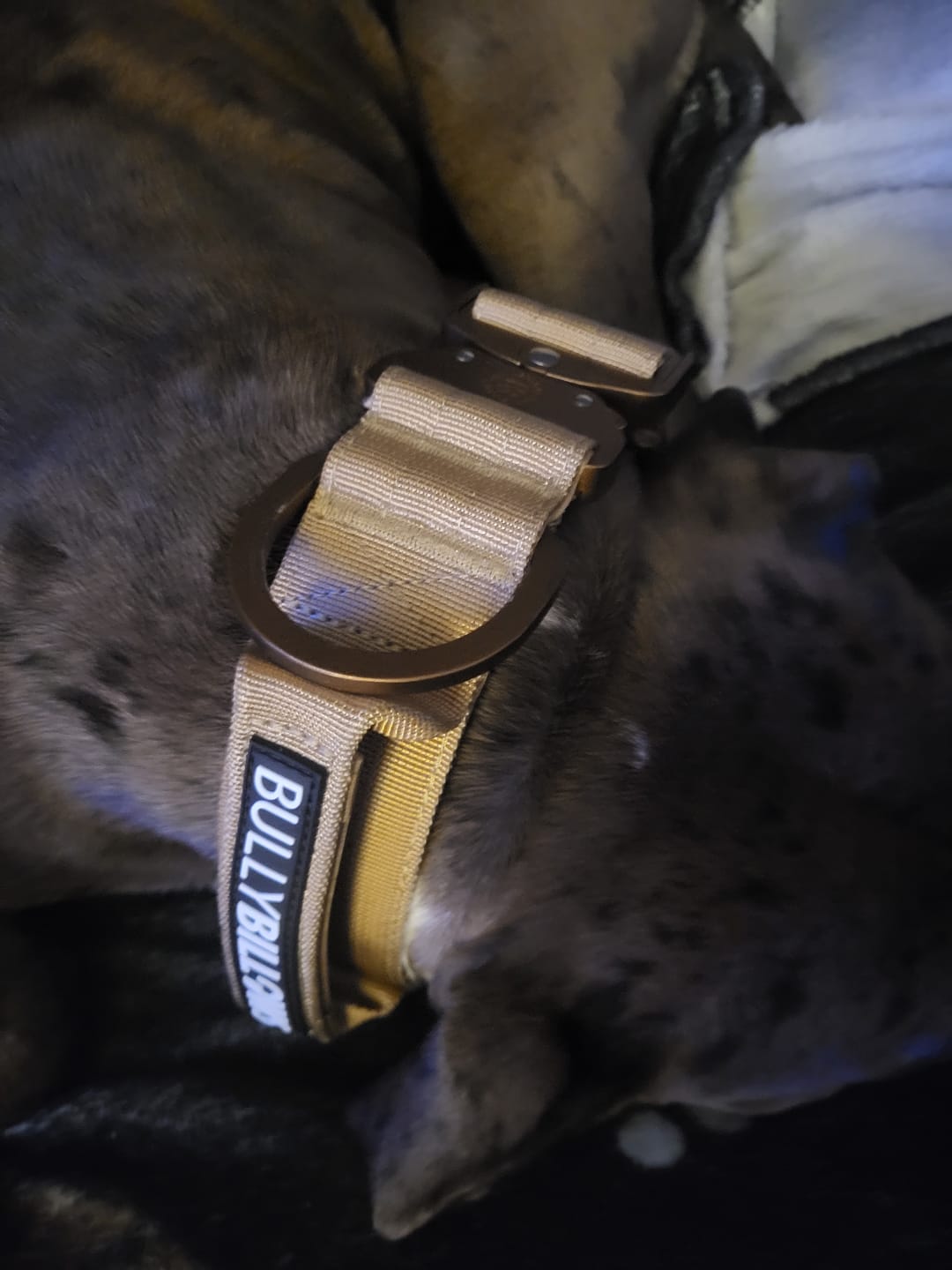 Customer photo review of 5cm Lighter Combat® Collar | With Handle Secure Clip - Tan x Tan