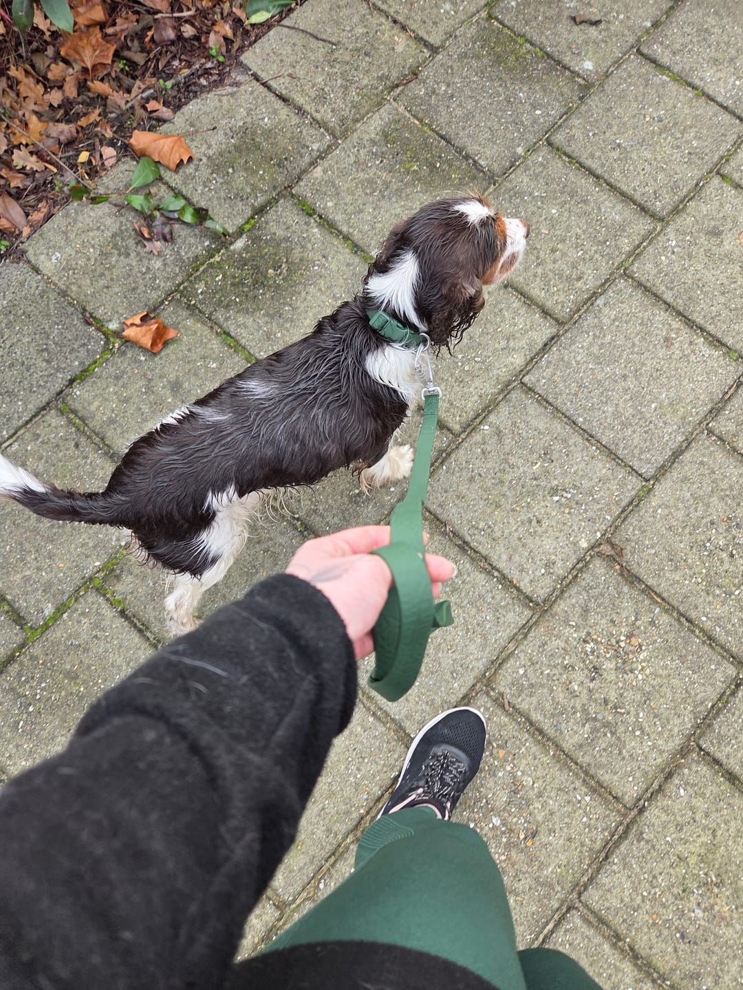 Customer photo review of Tidal Waterproof Collar