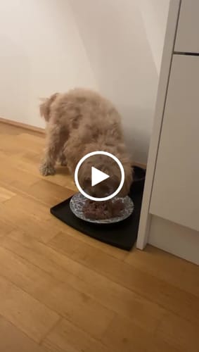 Customer video review of Frischfutter für Energiebedarf von 326 kCal/Tag