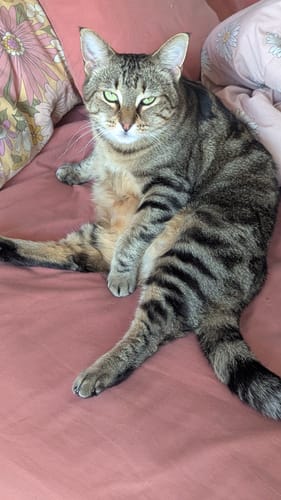 Customer photo review of 3 Month Supply - 1 Cat