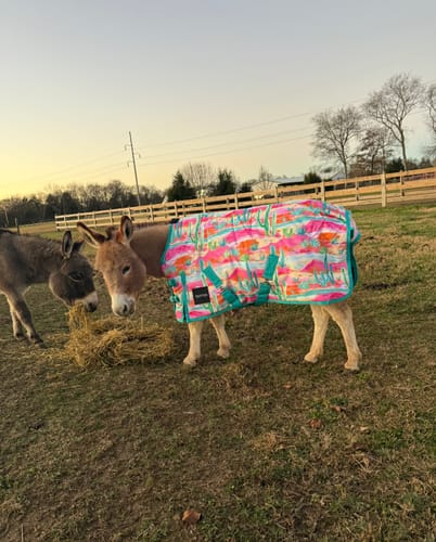 Customer photo review of NEON CACTUS MINI/FOAL WINTER BLANKET