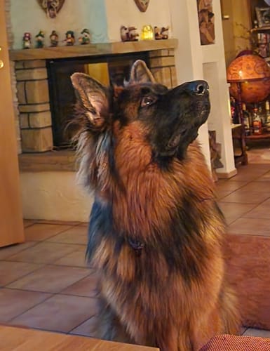 Customer photo review of Martingale Leopard - Brett fodrat hundhalsband halvstryp