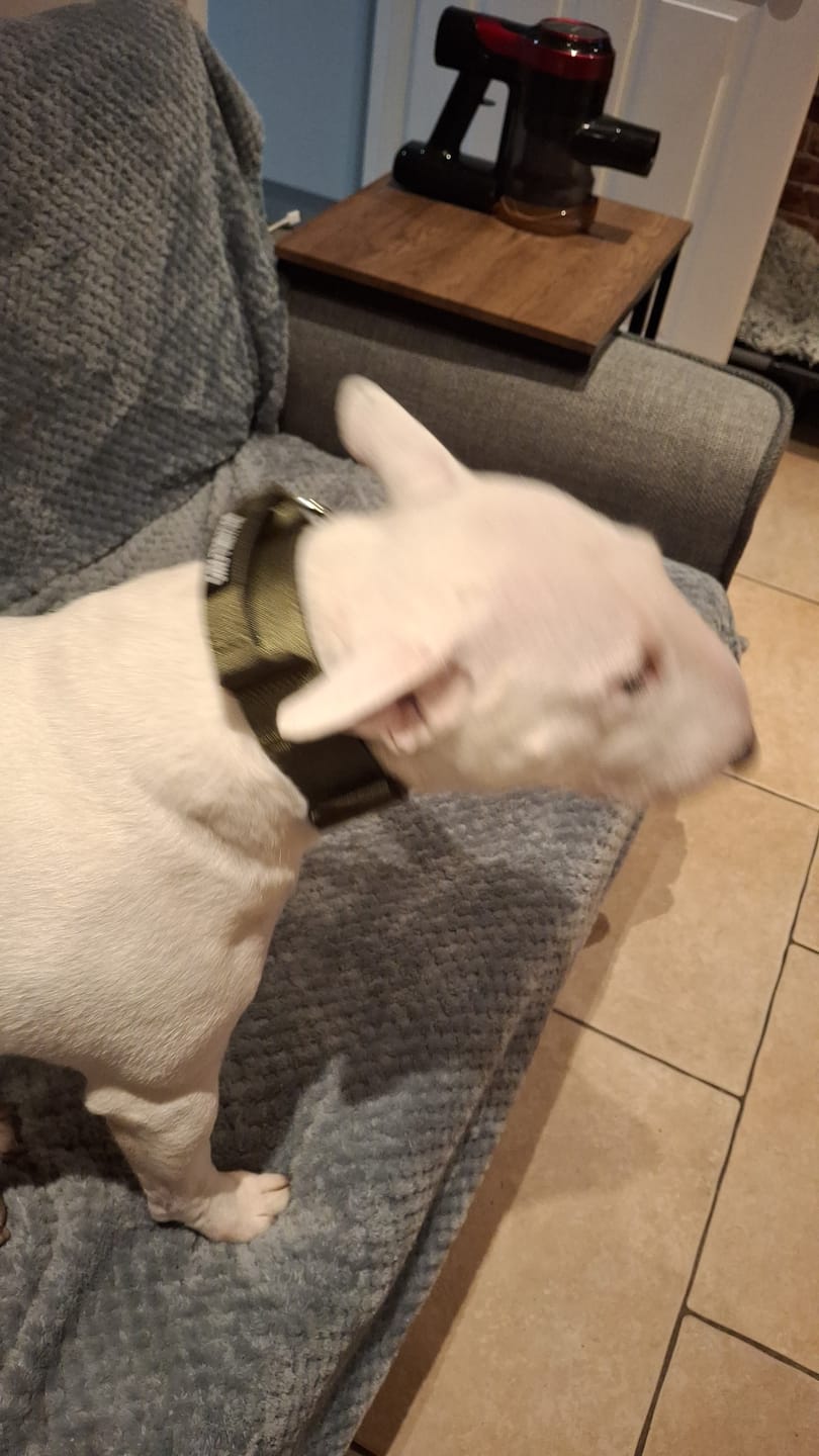 Customer photo review of 4cm Combat® Collar | Handle & Rated Clip -  Khaki