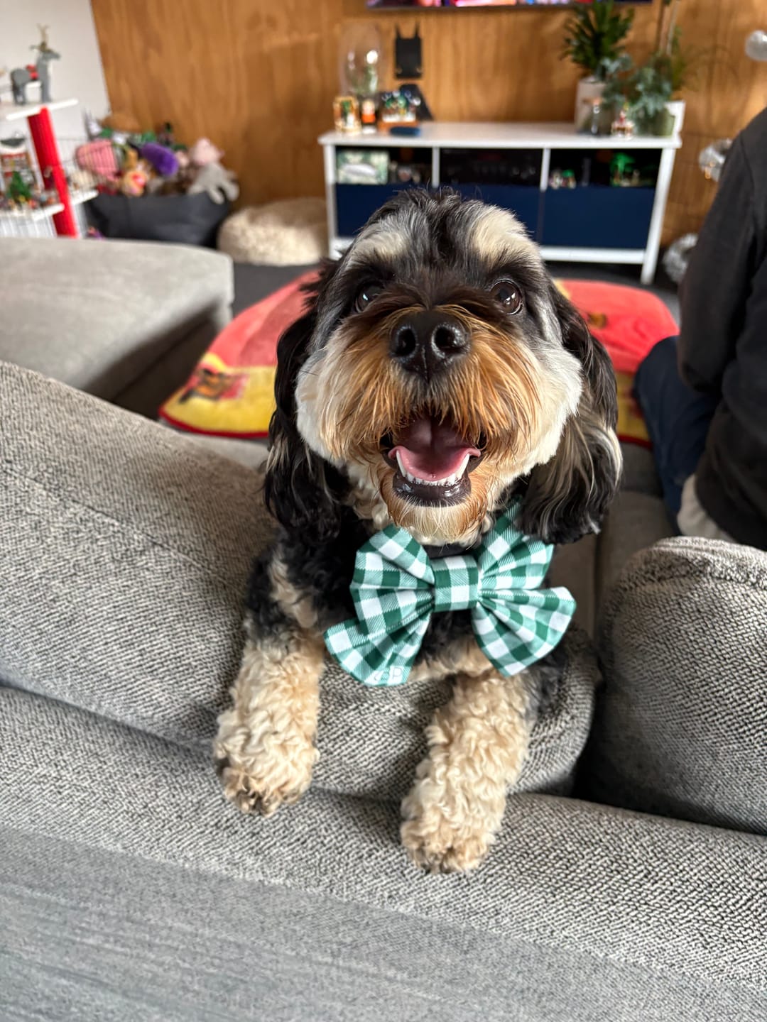 Customer photo review of Sailor Bow - Forrest