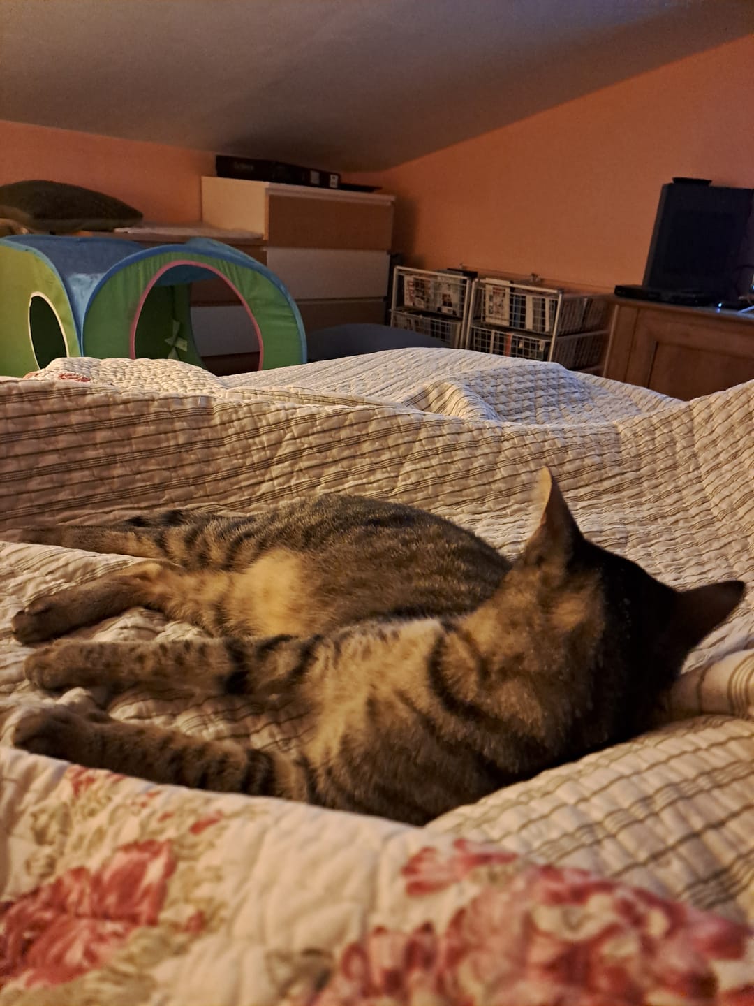Customer photo review of Multipack d'effilés (Chat stérilisé et Chat adulte)
