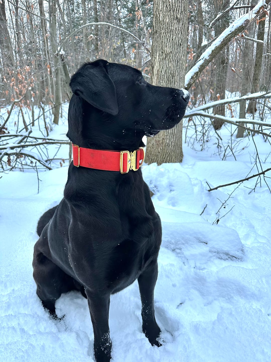 Customer photo review of 2" Tacti Luxe Dog Collar - Gold Cognac
