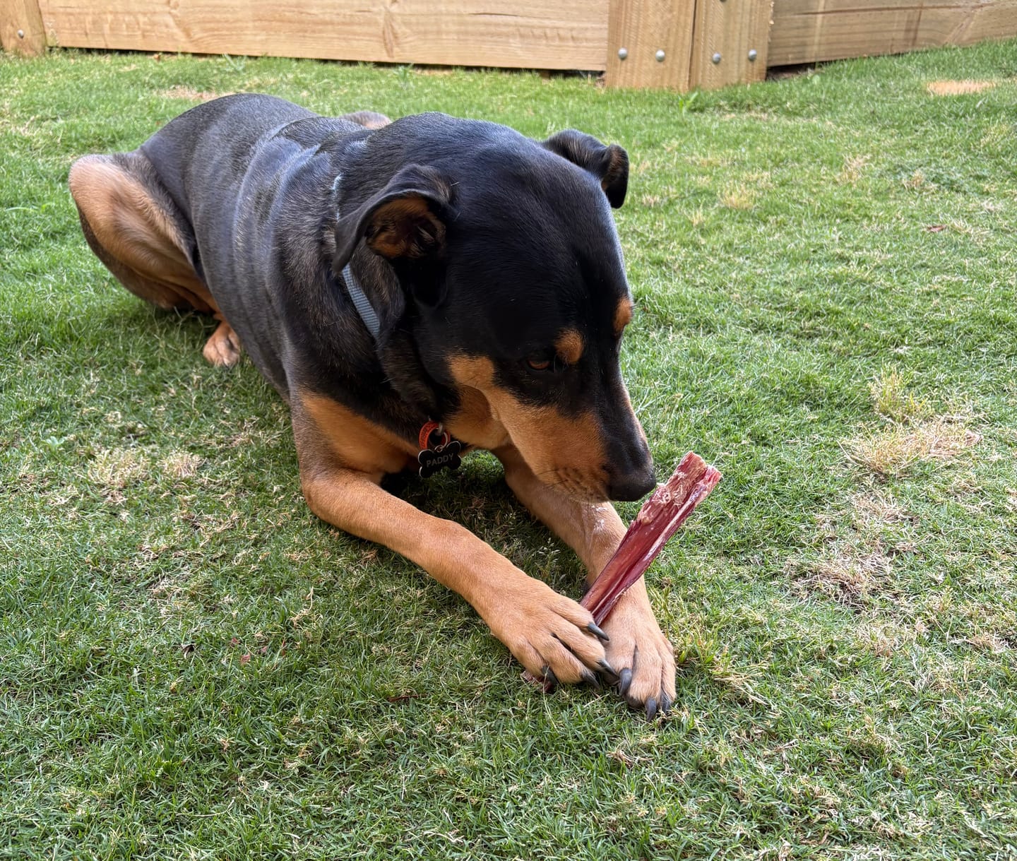 Customer photo review of Australian Beef Bully Sticks 8"