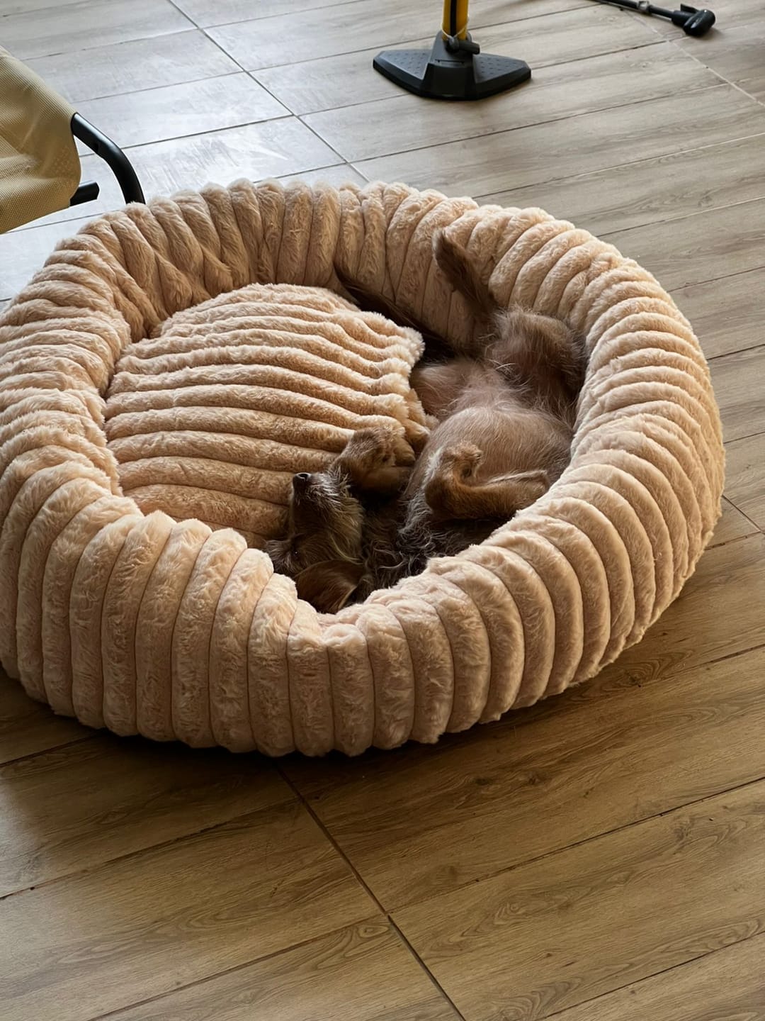 Customer photo review of Luxury Edition: Cama Anti-Estrés THE DOGS