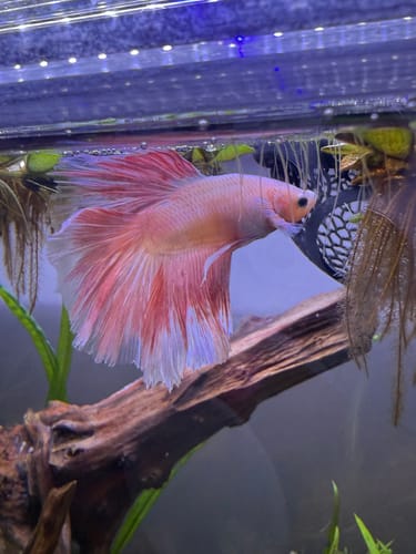 Customer photo review of Pink Halfmoon Male Betta Fish | Grower’s Pick