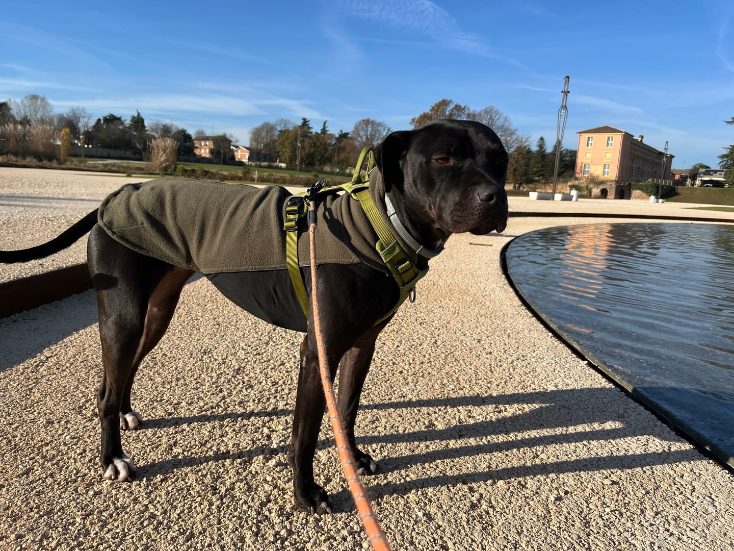 Customer photo review of Air Harness | Anti-Pull & With Handle - Olive Green