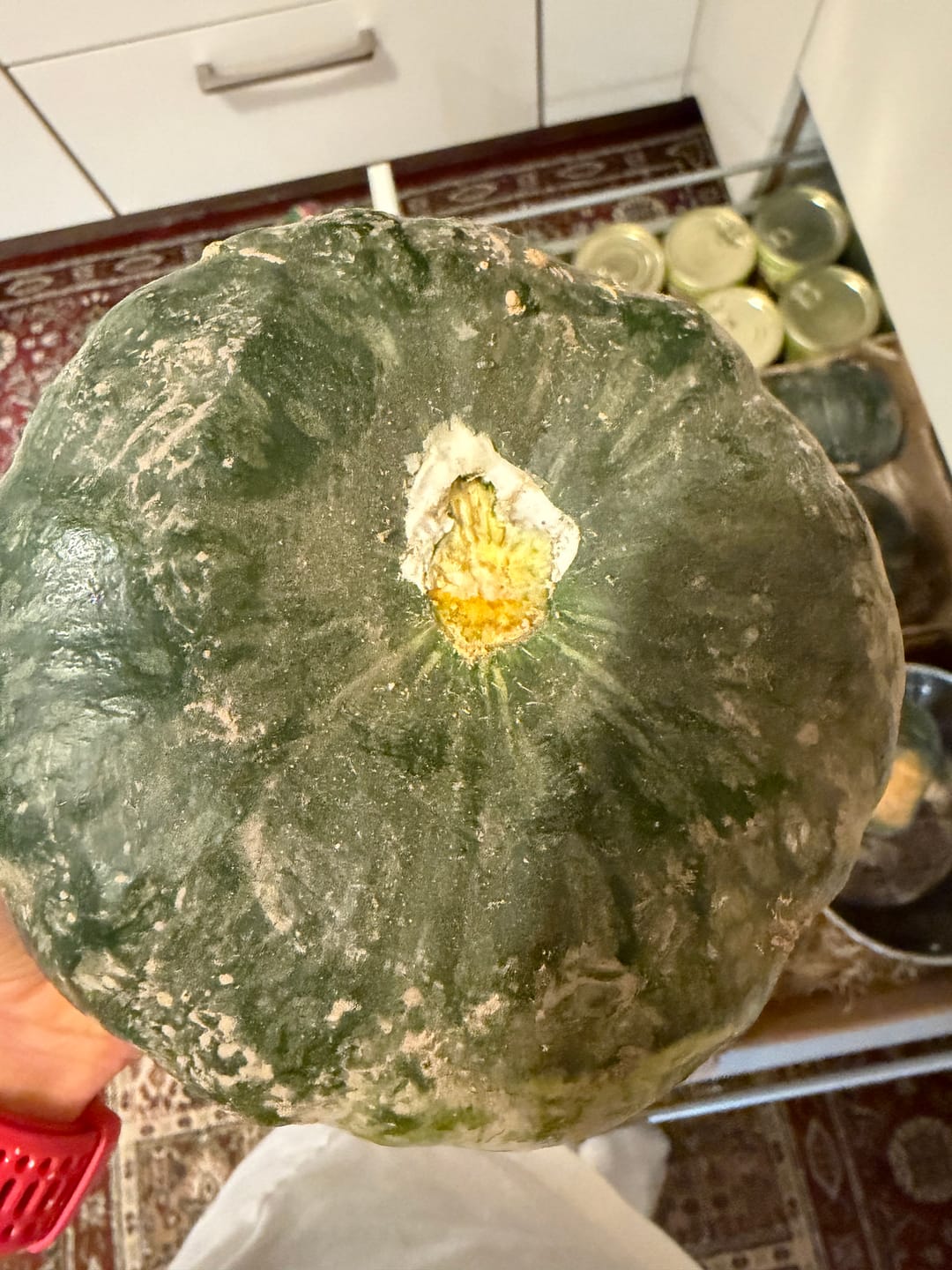 Customer photo review of Kürbis "Sweet Mama" Billesbergerhof Bio regional