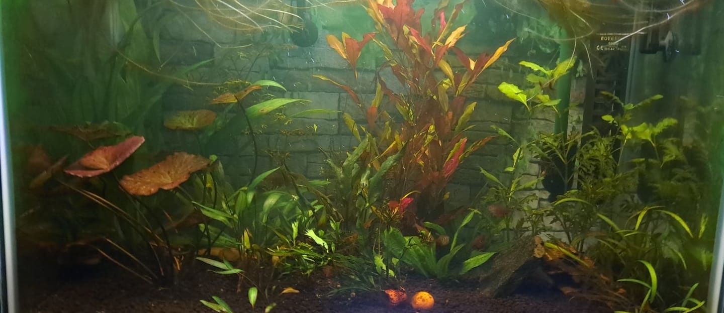 Customer photo review of Water Wisteria (Hygrophila difformis)