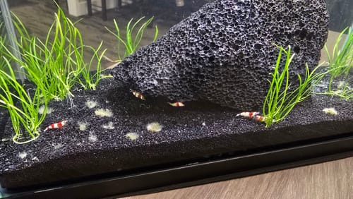 Customer photo review of Crystal Red Shrimp