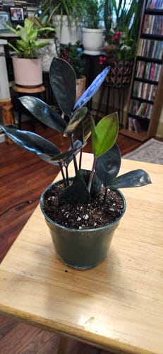 Customer photo review of Raven ZZ plant | Indoor Live Zamioculcas Zamiifolia Raven Plant | Rare Indoor Plant | Zansibar gem | Black ZZ Plant