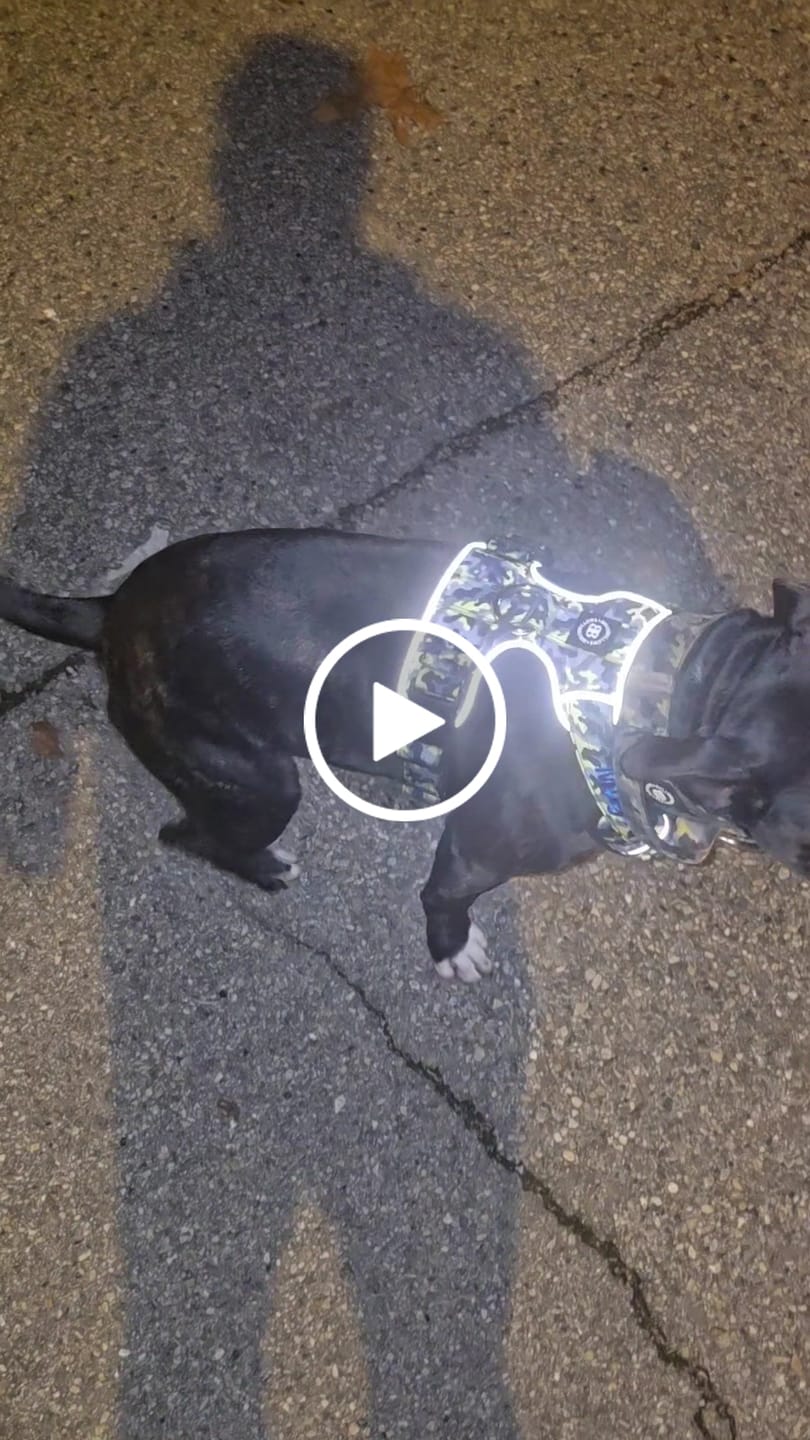 Customer video review of Comfort Premium Harness | Non Restrictive - Lightning