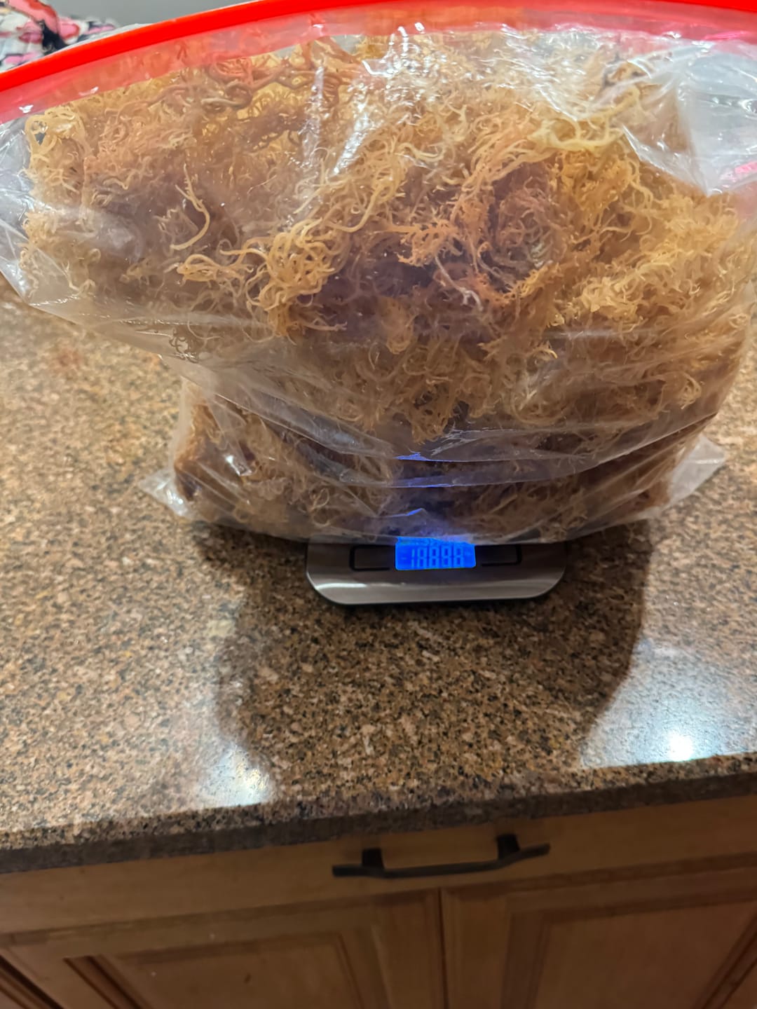 Customer photo review of Wildcrafted St Lucian Sea Moss from the pristine waters of St. Lucia