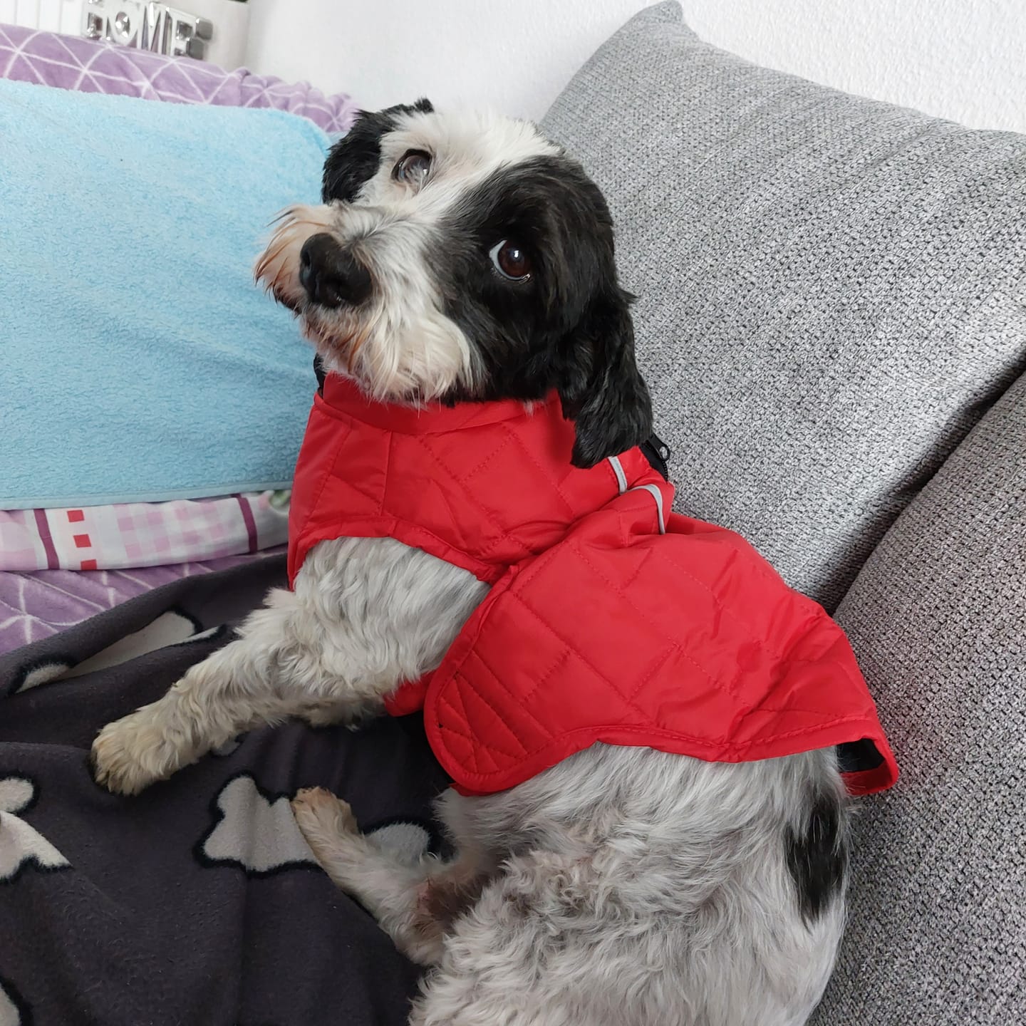 Customer photo review of Emmalove - Wasserdichte Hundeweste