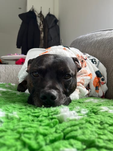Customer photo review of White Edition | Luxury Dog & Human Blanket