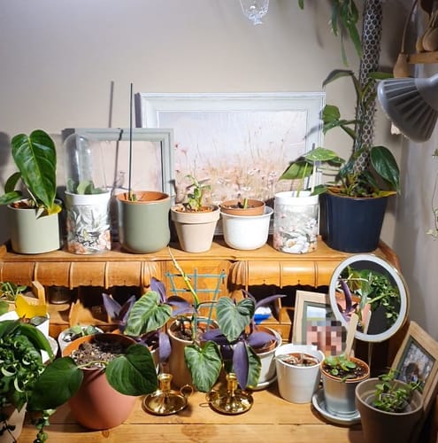 Customer photo review of Pianta 30 Grow Light LED Bulb