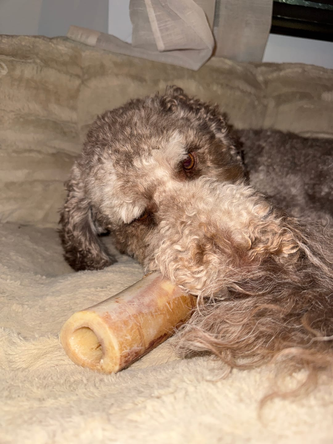 Customer photo review of 5-6 Inch Marrow Bone