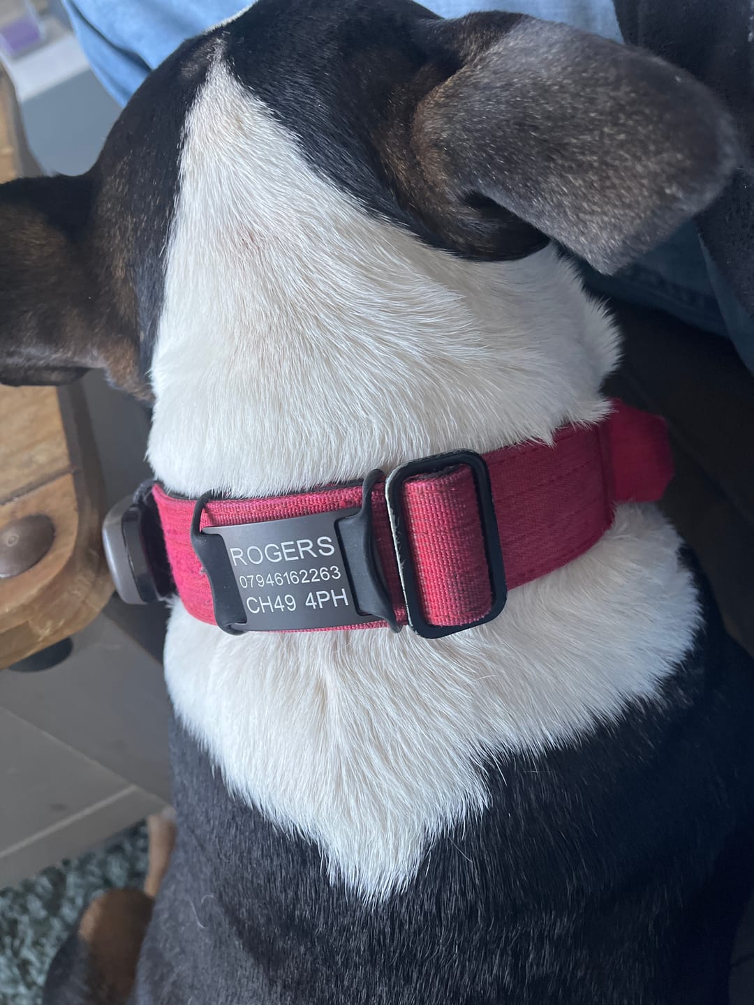 Customer photo review of Dog ID Attachment Tag (8 Colour Choices)