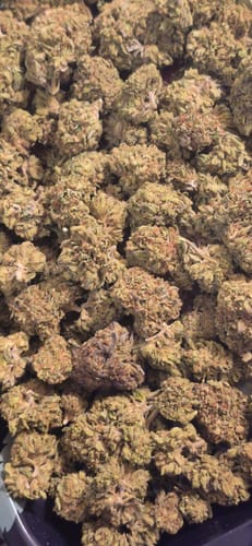 Customer photo review of Cheap THCA Flower Half Pound