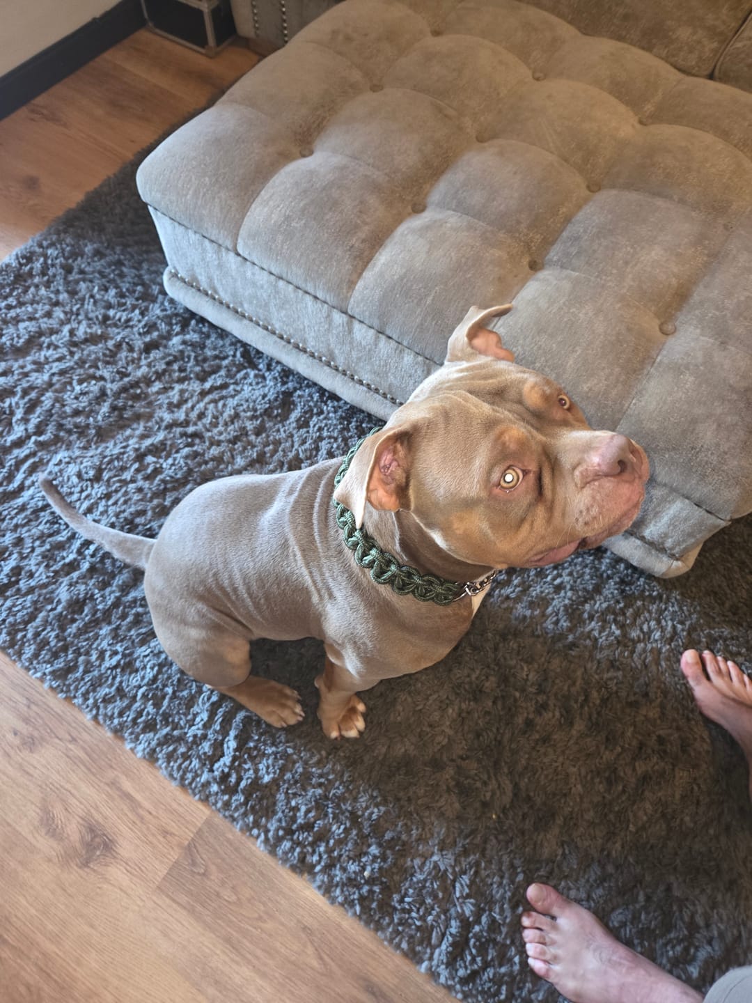 Customer photo review of Paracord Rope Lead Set