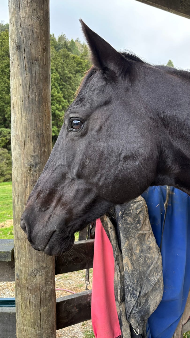Customer photo review of Duke 1200d Detacha-neck