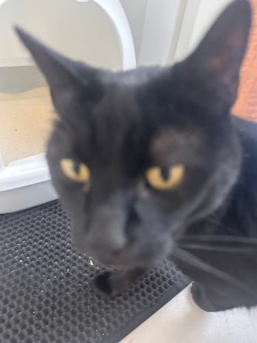 Customer photo review of 1 Month Supply – 1 Cat