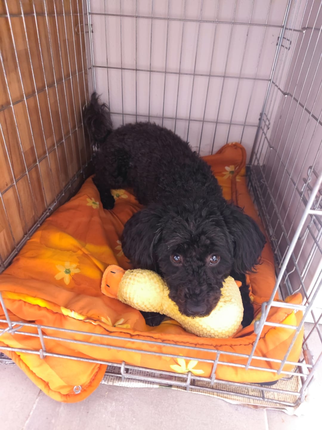 Customer photo review of PLÜSCHENTE HUNDESPIELZEUG – Bissfest, Langlebig, Stressabbau