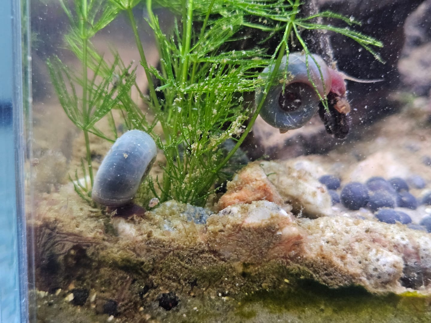 Customer photo review of RAMSHORN SNAILS (ASSORTED BLUE, PINK,GREY,GOLD)