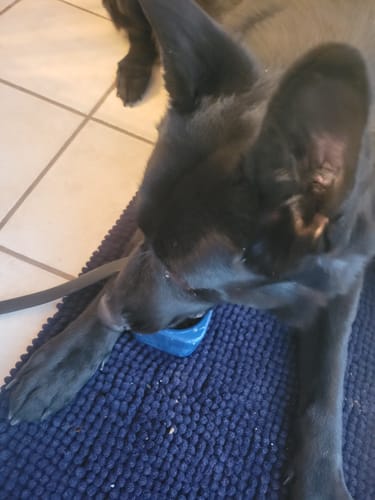 Customer photo review of Freezbox - Super Tough Treat Toy