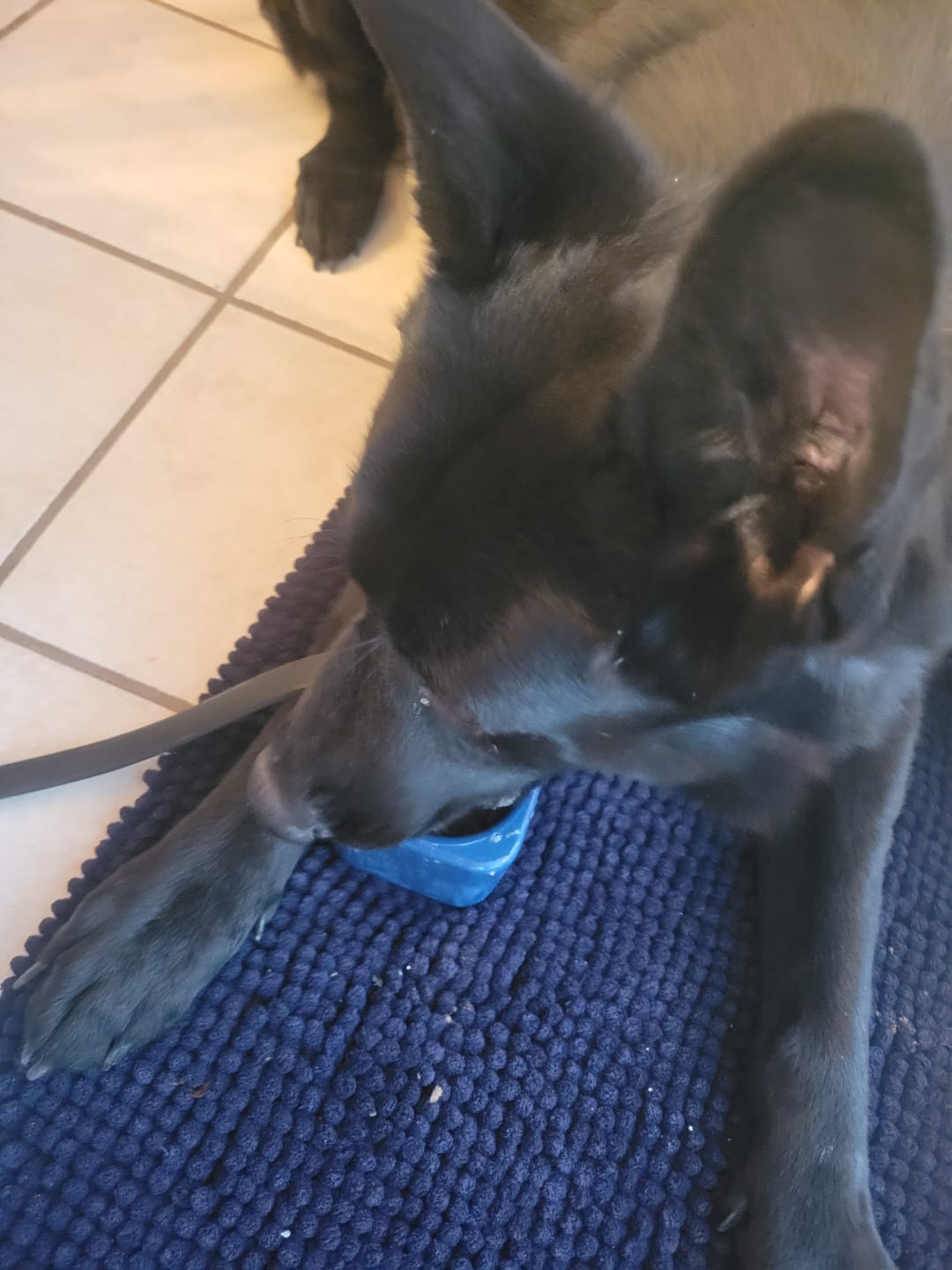 Customer photo review of Freezbox - Super Tough Treat Toy