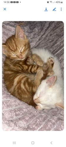 Customer photo review of 1 Month Supply – 2 Cat