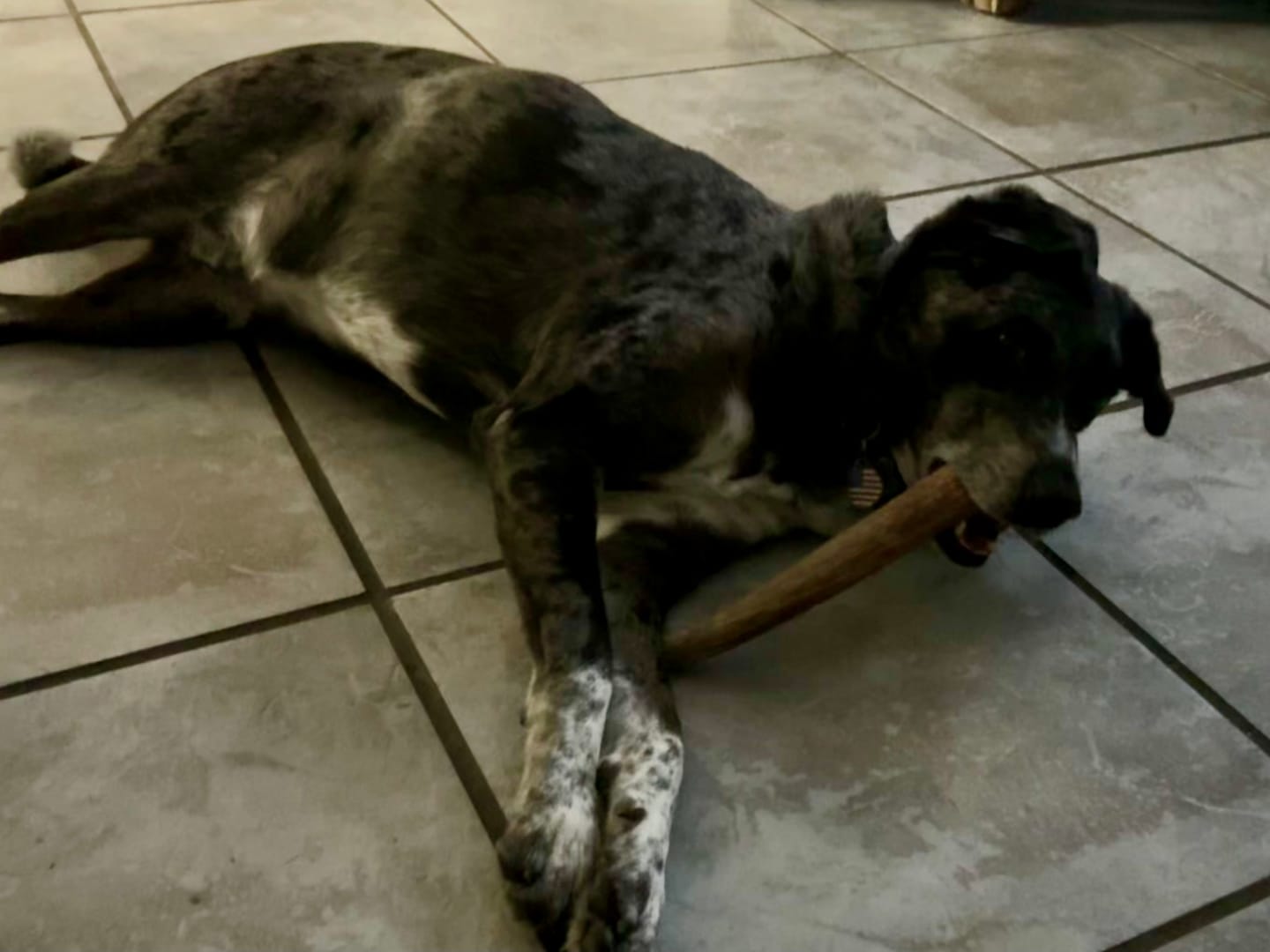 Customer photo review of Large Elk Chew