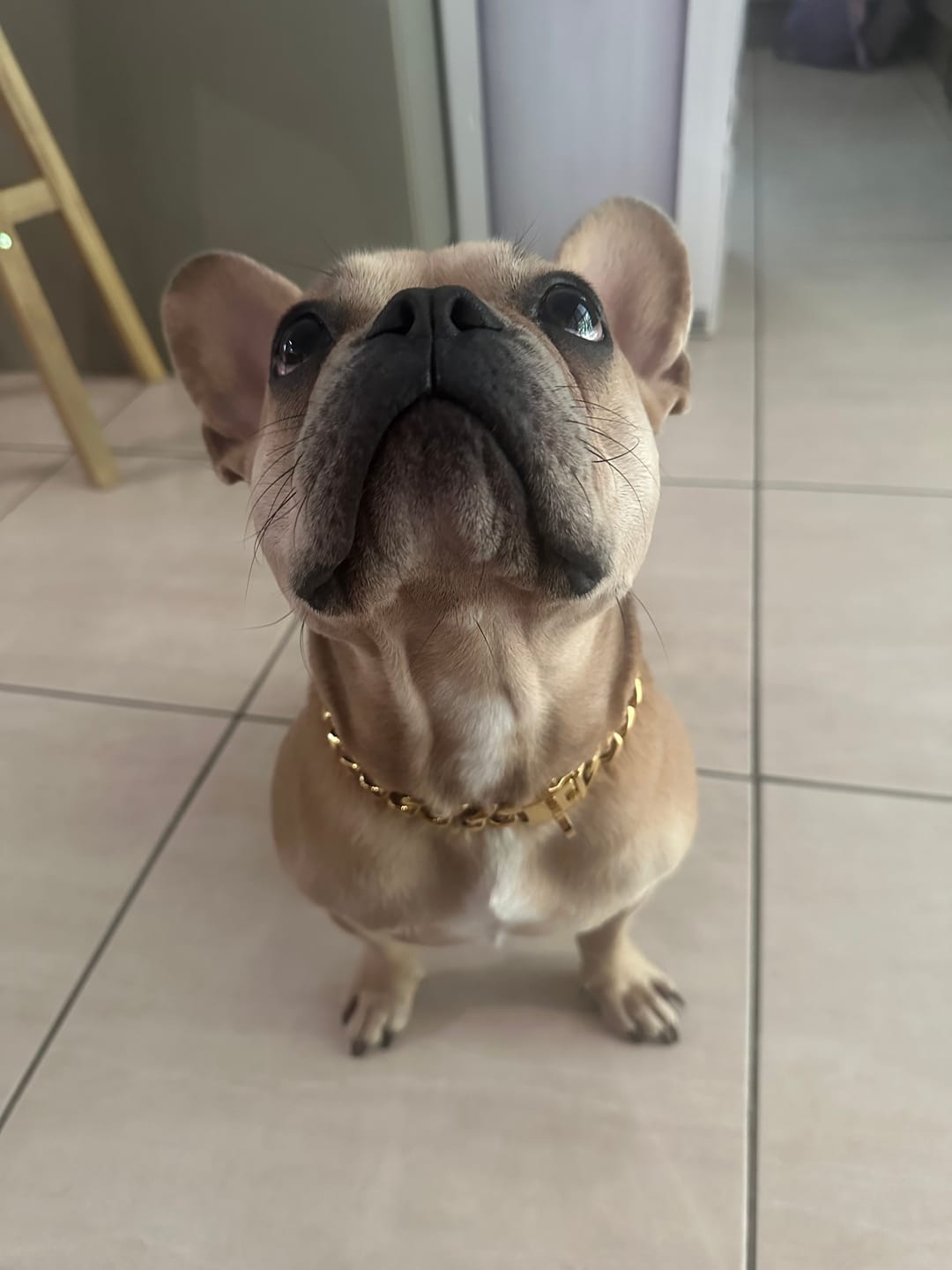 Customer photo review of Cuban Link Chain Dog Collar - Gold