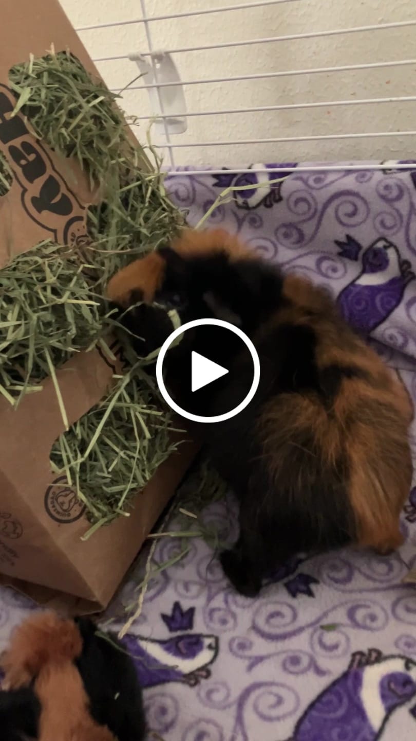 Customer video review of GuineaDad Timothy Hay Bar for Guinea Pigs (5 Pack)