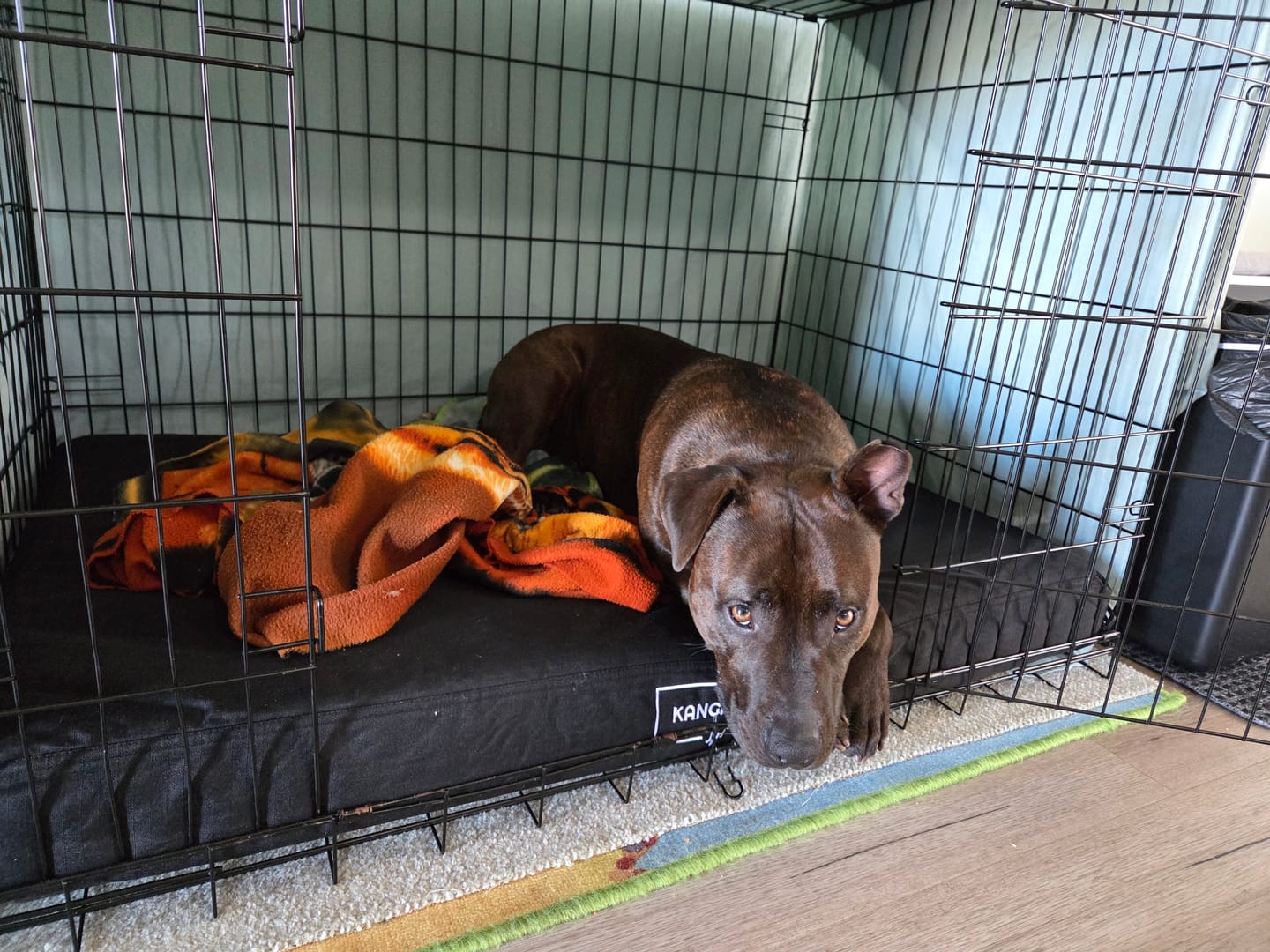Customer photo review of Kangaroo Dog Crate Mat
