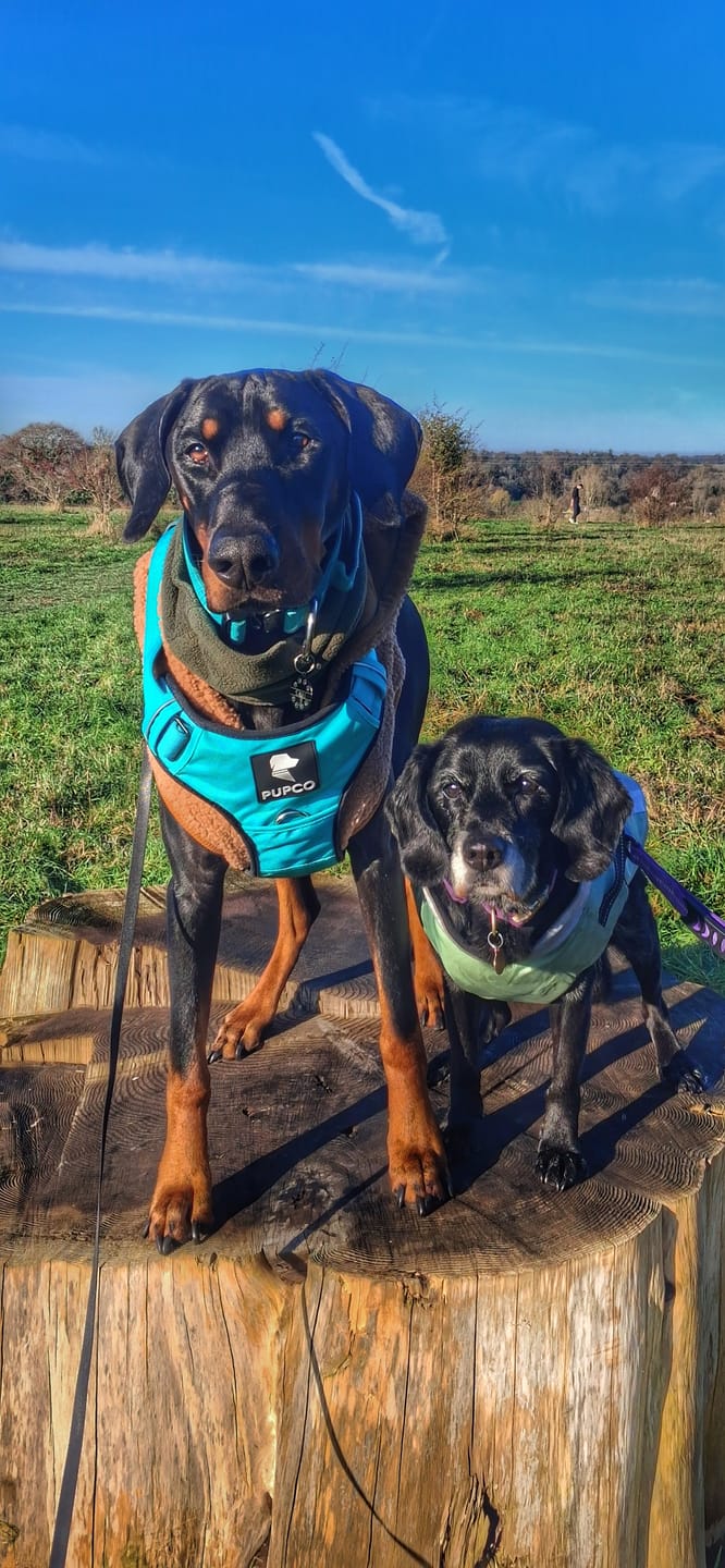 Customer photo review of Prime harness - Turquoise