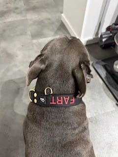 Customer photo review of Obroża dla psa z imieniem - Personal Extreme