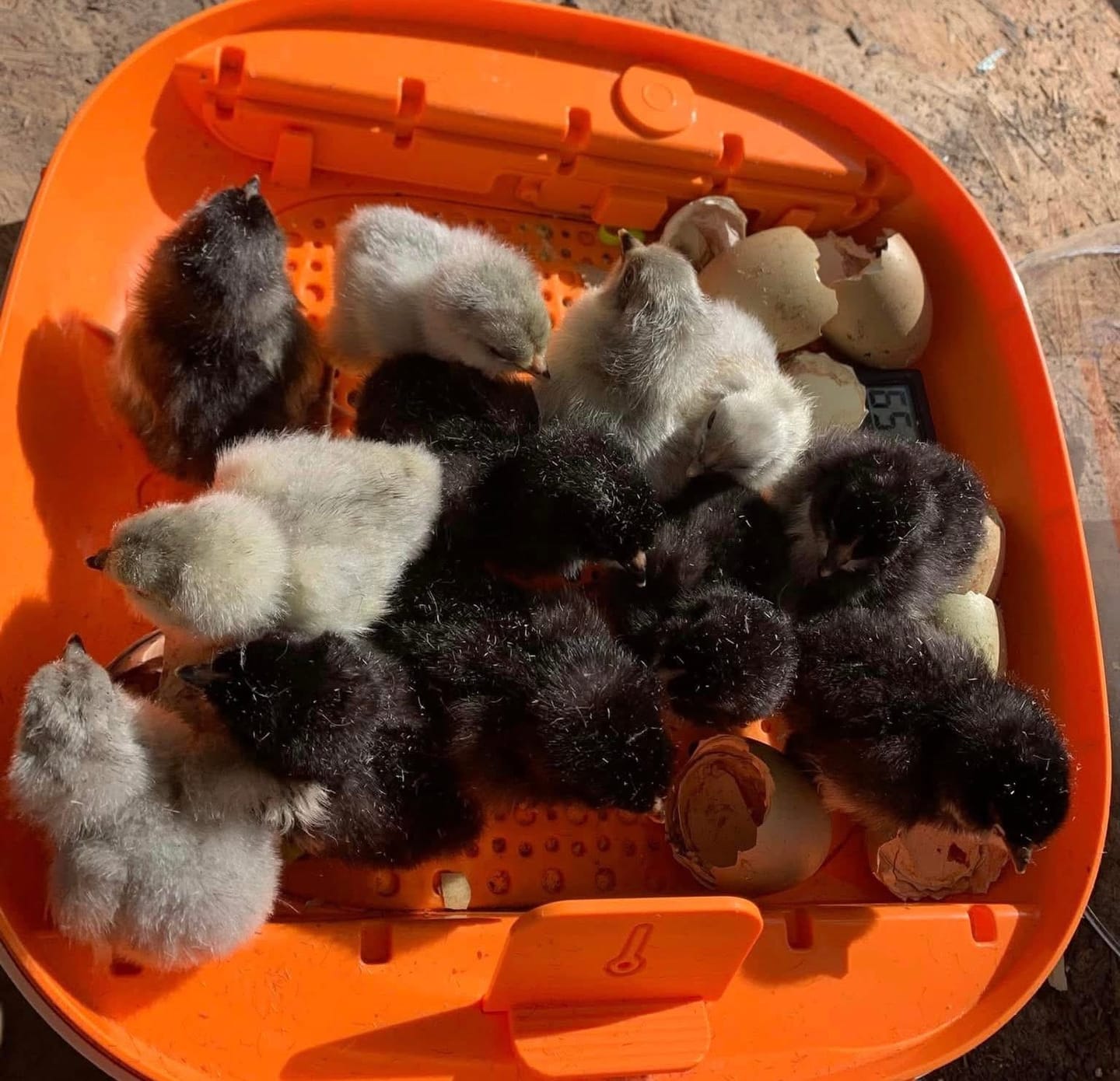 Customer photo review of Egg Incubator -25 Egg Capacity