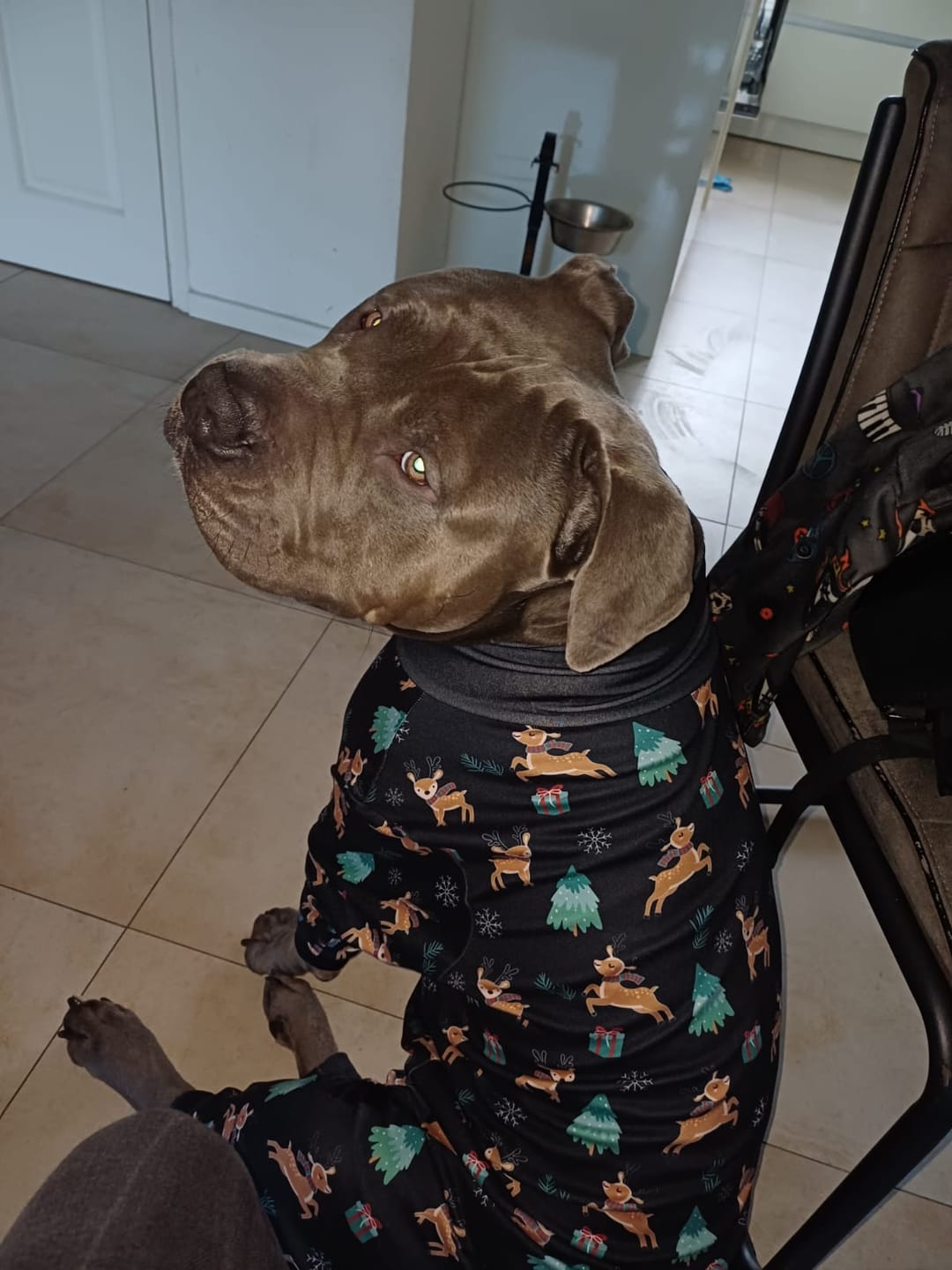 Customer photo review of Dog Christmas Pajama - Reindeers