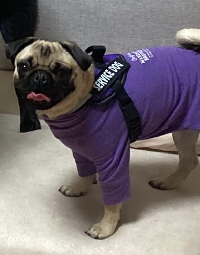 Customer photo review of FunFunPet 高機能ハーネス（お名前タグ作成サービス付き）