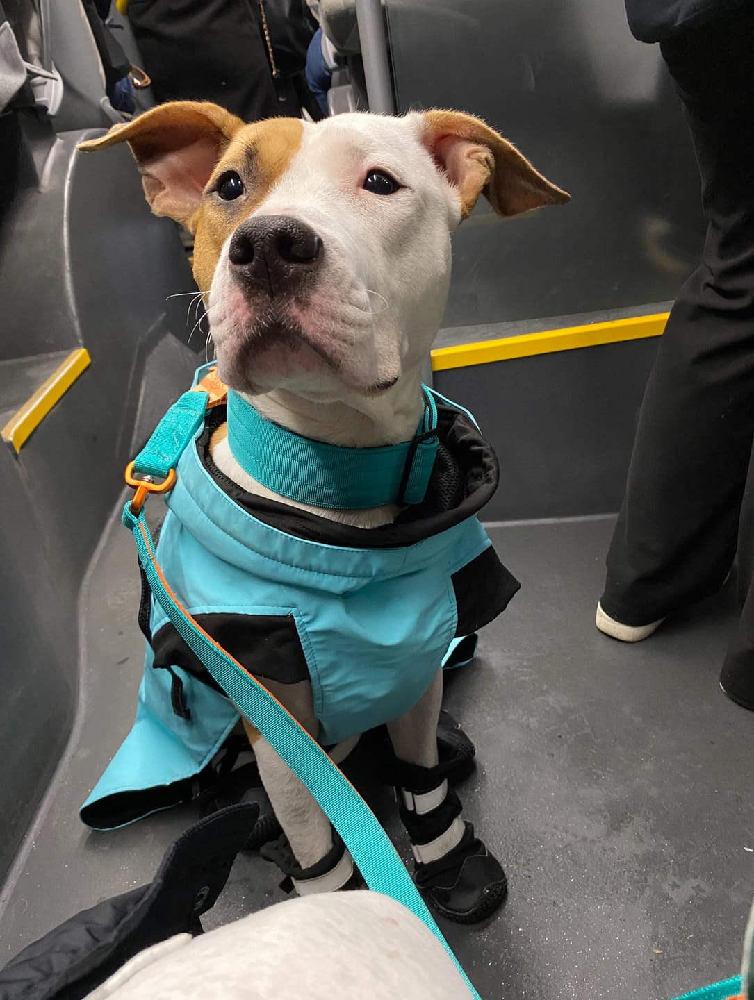 Customer photo review of 5cm Combat® Collar | NO Handle & Secure Clip - Turquoise