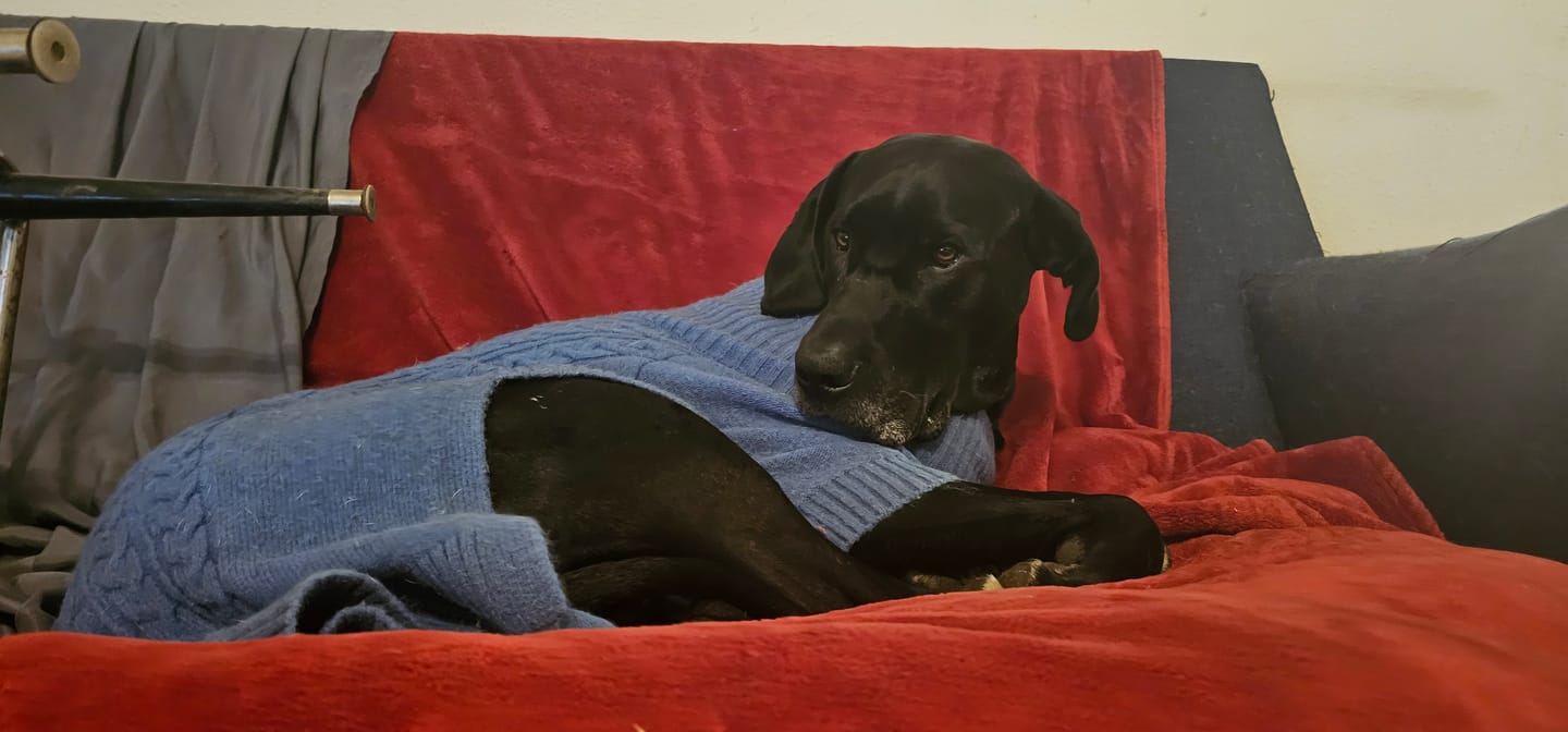 Customer photo review of Pet CBD Oil 1200mg - Available in Multiple Flavors