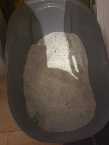 Customer photo review of 3 Month Supply - 2 Cats