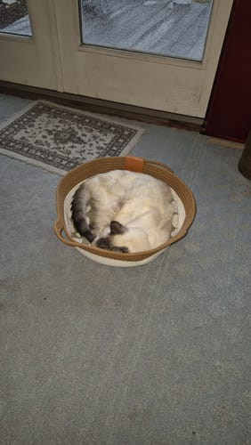 Customer photo review of Instinct Basket | Handwoven & Chemical-Free Cat Territory