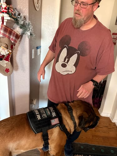 Customer's large service dog wears a black tactical harness with 'SERVICE DOG' patches while standing indoors.