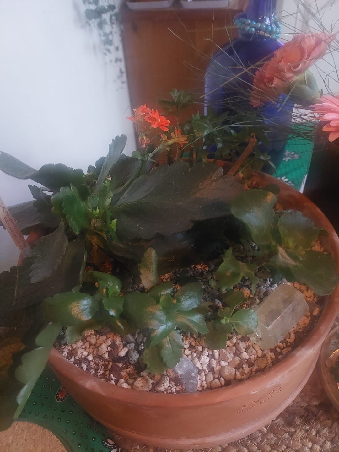 Customer photo review of Cacti & Succulent Mix