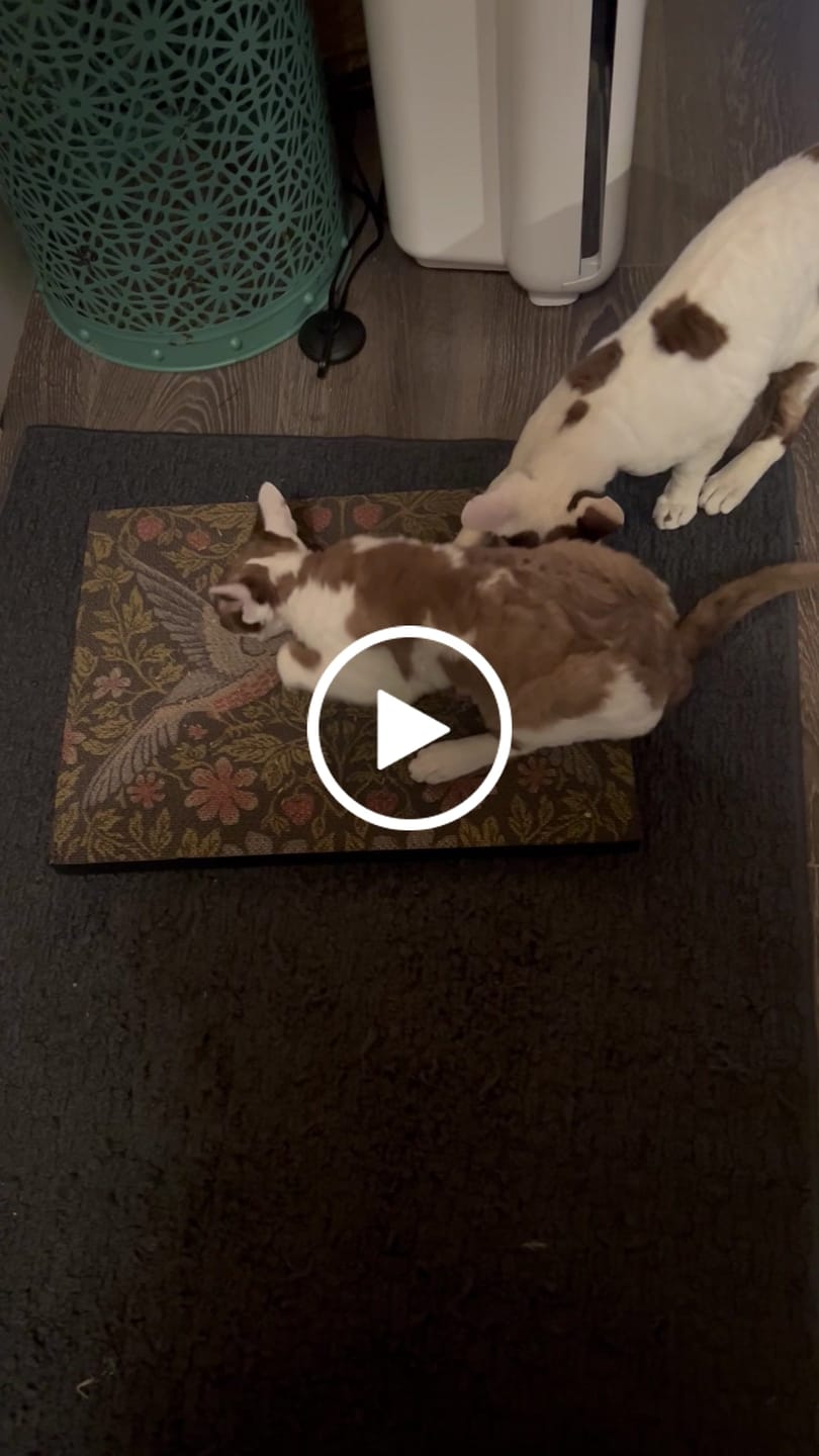 Customer video review of Strawberry Vine - Luxury Cat Scratching Board